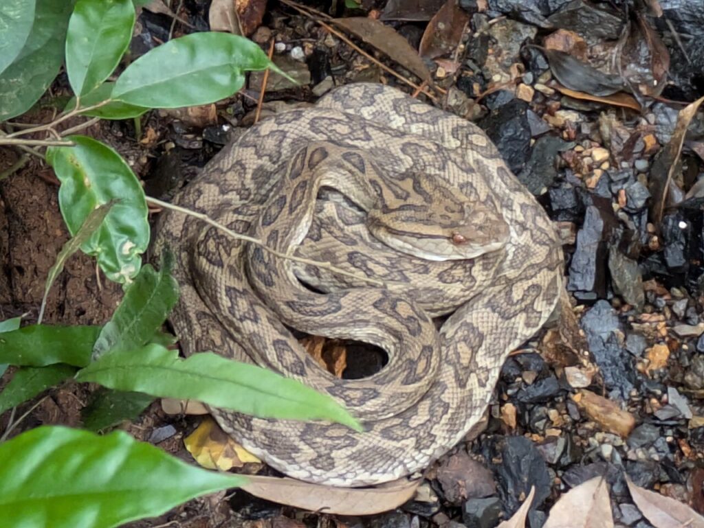 ハブ　徳之島産